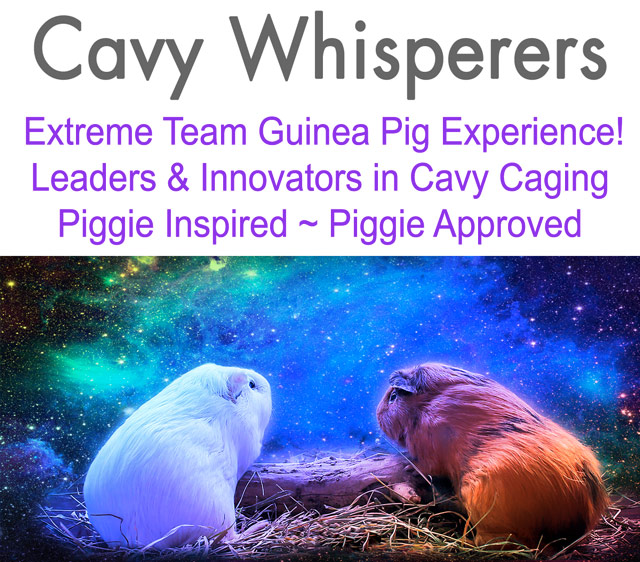 Guinea pigs looking at night sky