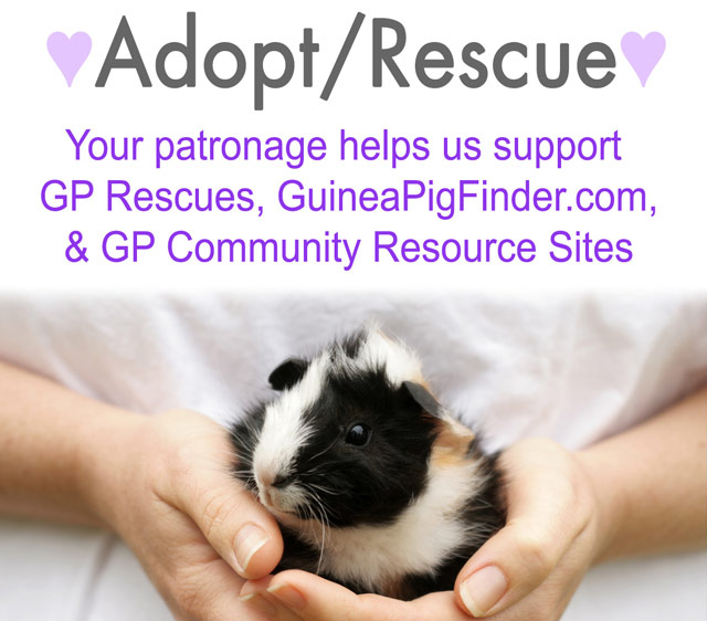 Support Guinea Pig Adoption and Rescue