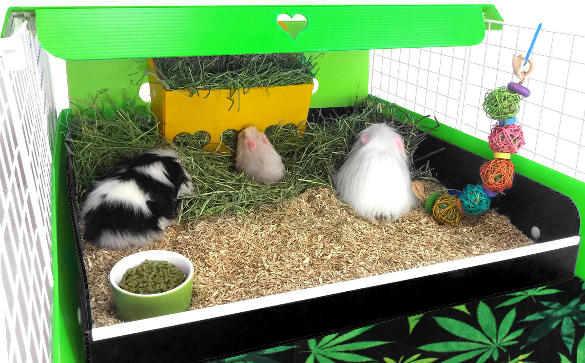 types of guinea pig bedding