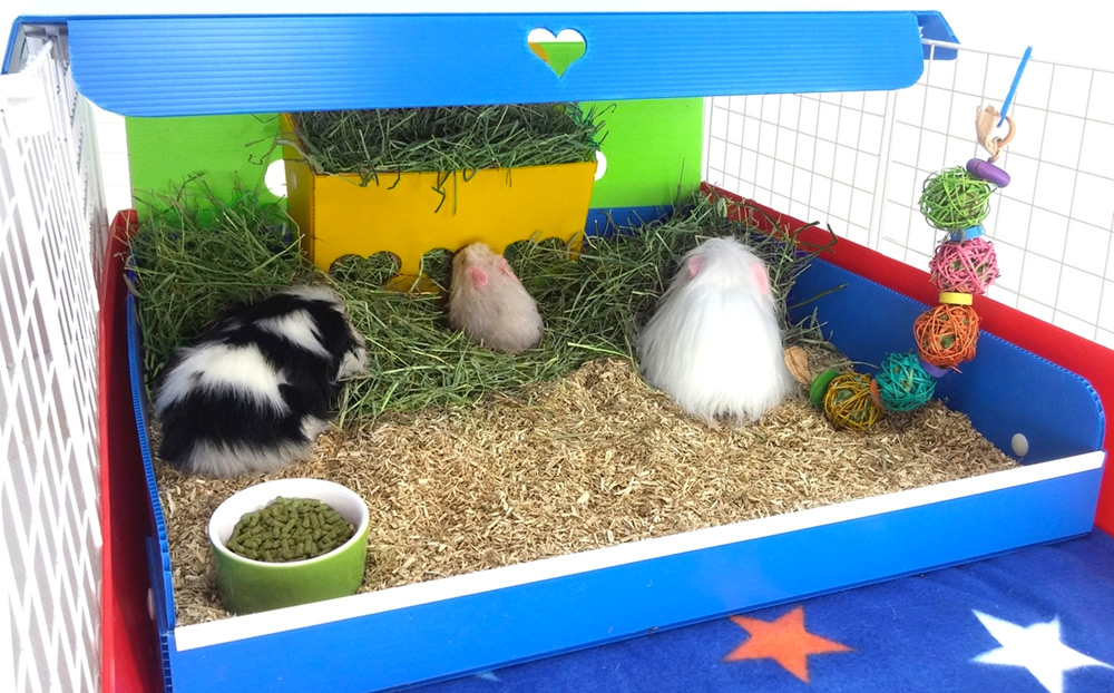 covering guinea pig cage with blanket