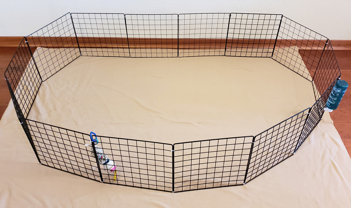 outer ring of guinea pig floor time center