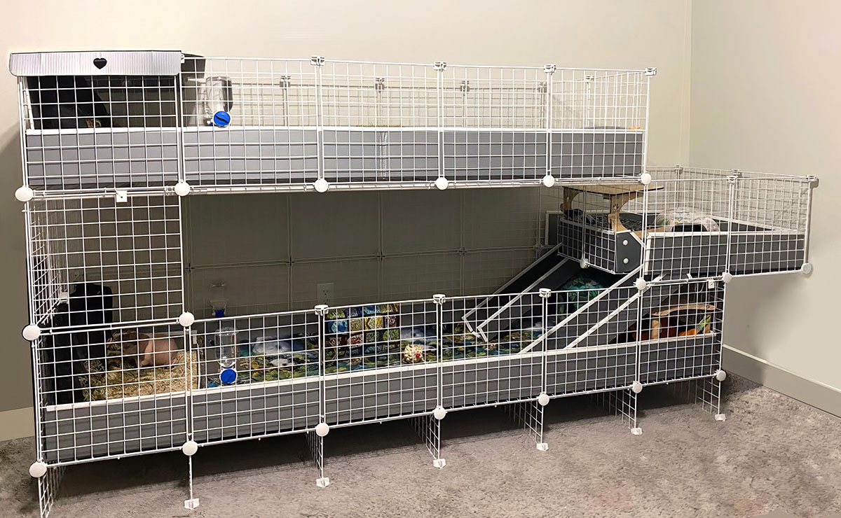Stacked C&C Cage for Males, Cagetopia for Guinea Pig Cages