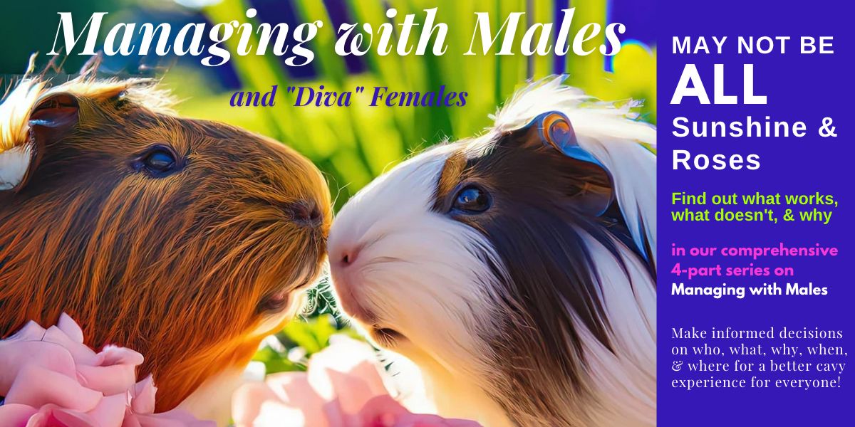 Managing with guinea pig males