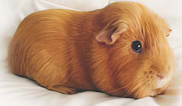 Babe the guinea pig
