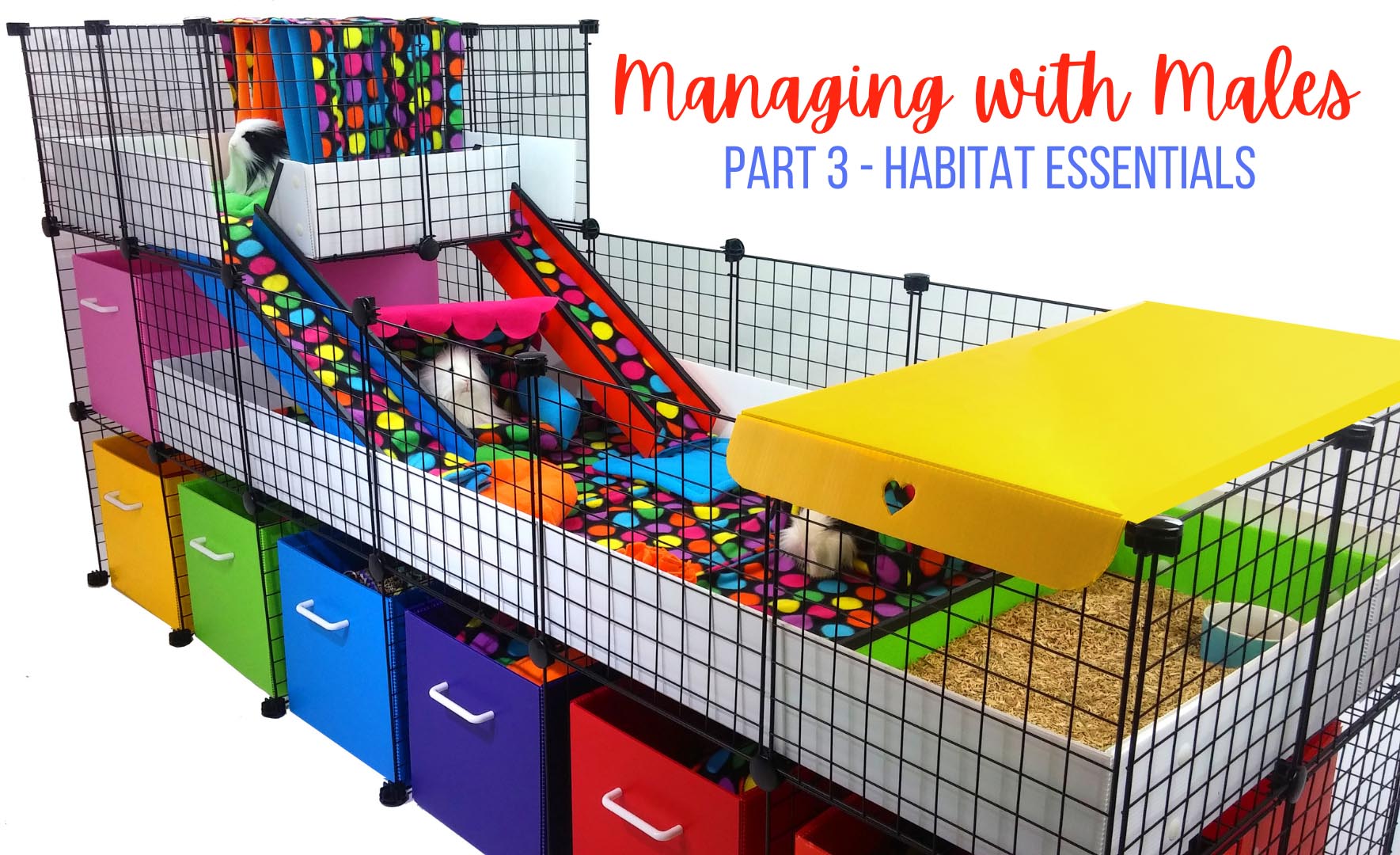 managing with male guinea pigs