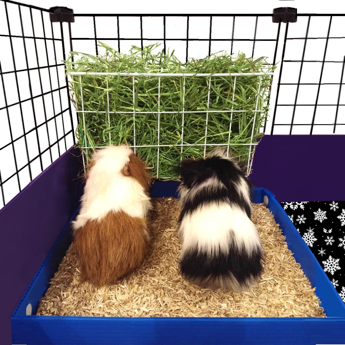 do guinea pigs use a litter box
