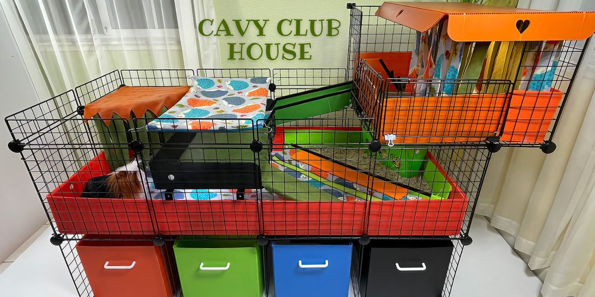 Cavy Club House